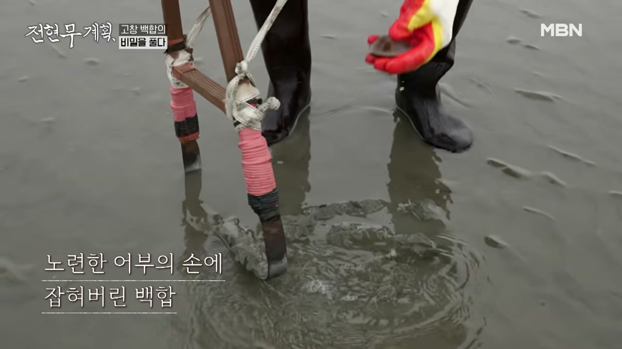 다은회관 갯벌에서 백합을 캐 온다